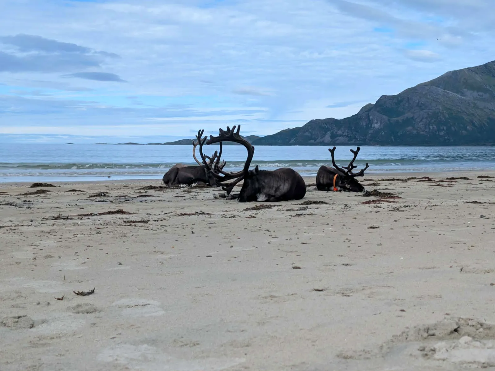Rein som hviler på sandstranda i Grøtfjord