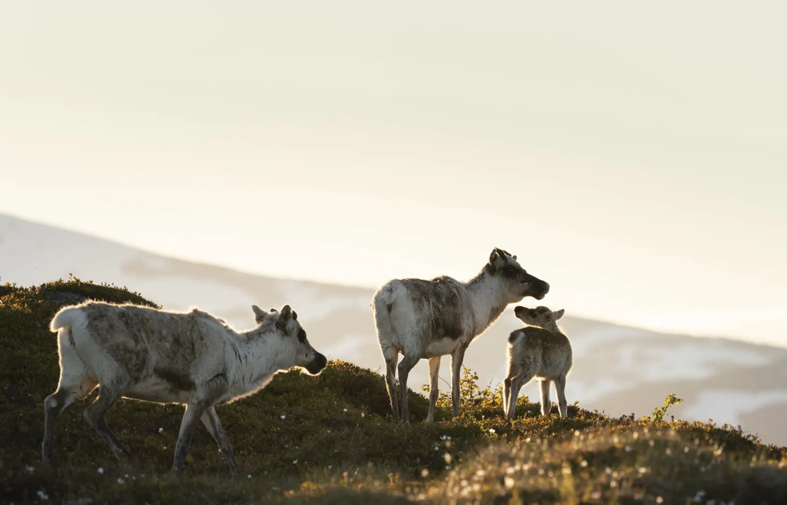 Rein med kalv på en fjellrygg i kveldssol